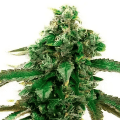 Blue Cheese Fem