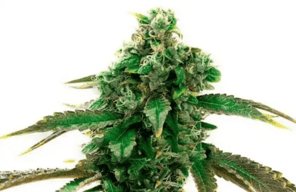 Blue Cheese Fem