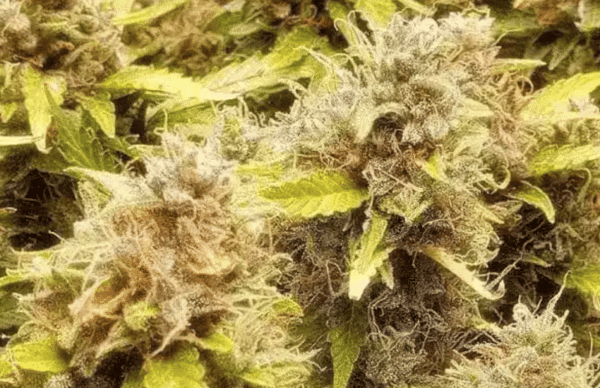 Blueberry Auto