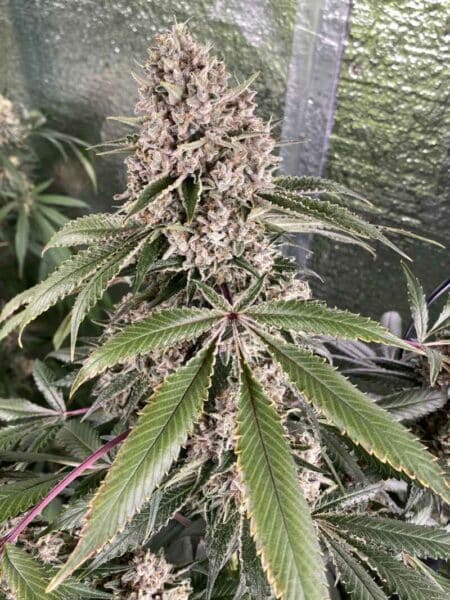 Diamondnugz Blueberry Beach Cake