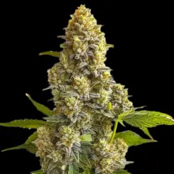 Bruce Banner Auto Cannabis Seeds by Bulk White Label