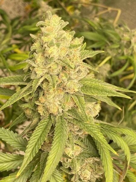 Diamondnugz CBD Thunderberry