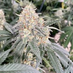 Diamondnugz Chem Cake