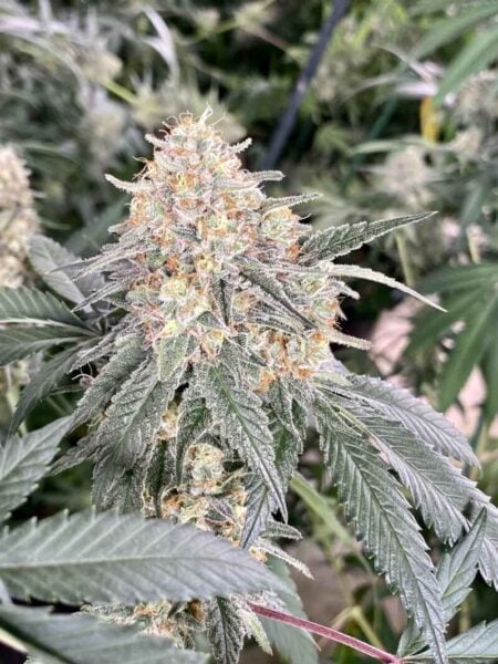 Diamondnugz Chem Cake