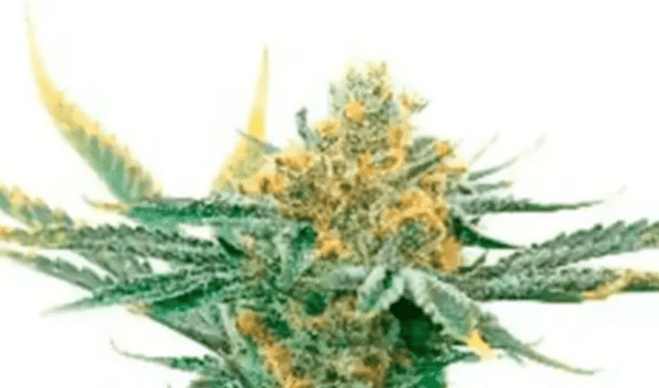 Critical Kush Fem