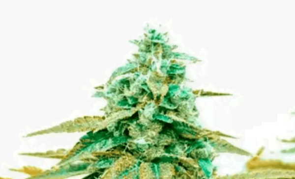 Diesel Fem