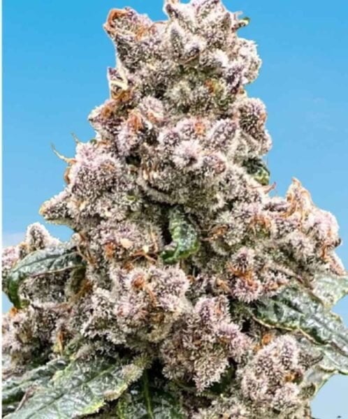 Close-up of a dense, frosty cannabis bud with visible trichomes and a mix of green and purple hues, resembling Frosted Raspberries S1, against a clear blue sky.