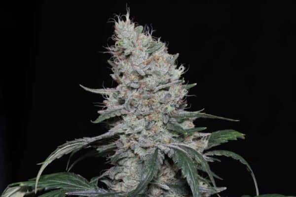 Close-up of a Knows Candy F2 Auto cannabis plant with dense, frosty buds, showing trichomes and green leaves against a black background.