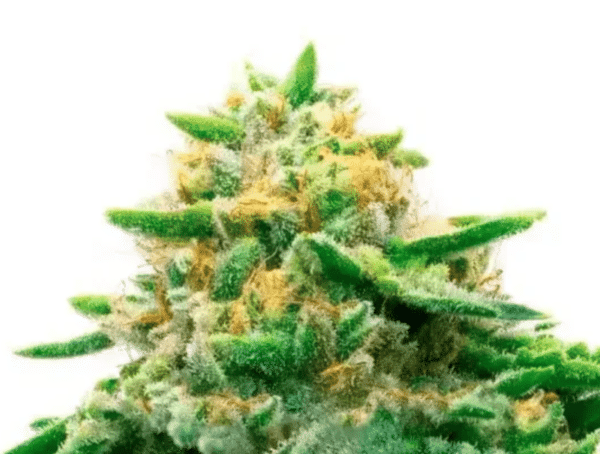Kosher Kush Fem