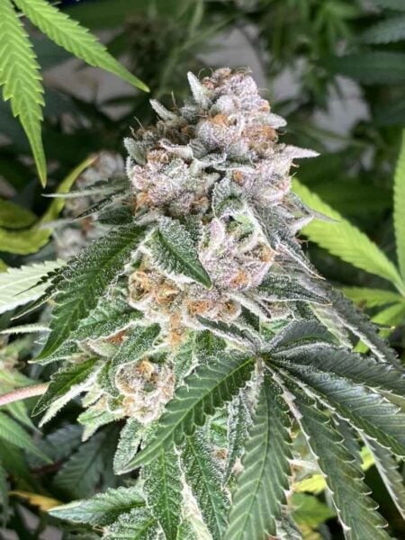 Diamondnugz Moon Grapes