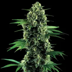 Northern Lights Auto Cannabis Seeds by Bulk White Label