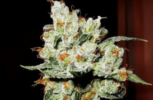 OG Kush Auto