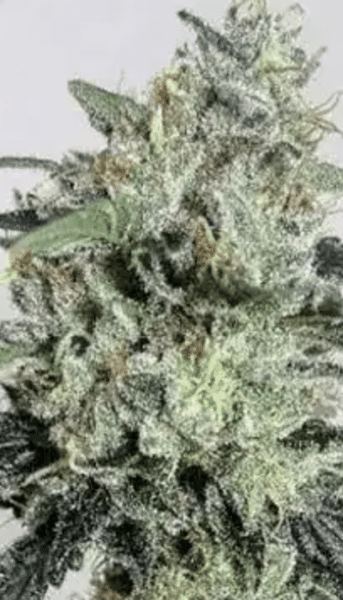 OG Kush Fem