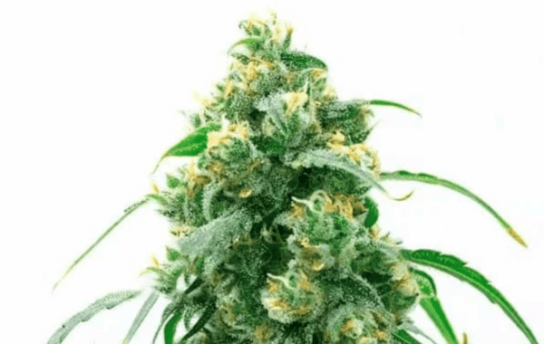 OG Kush Reg