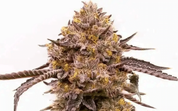 PURPLE HAZE AUTO