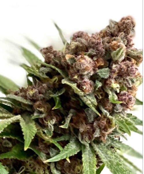 Close-up of a Raspberry Boogie S1 (F) cannabis bud with dense, purple-tinged flowers and green leaves against a white background.