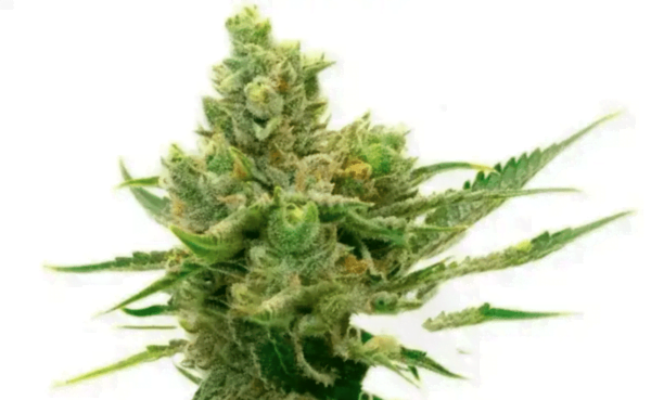 Sour Diesel Auto