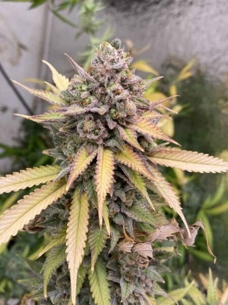 Diamondnugz Sweet Lemon Rocket