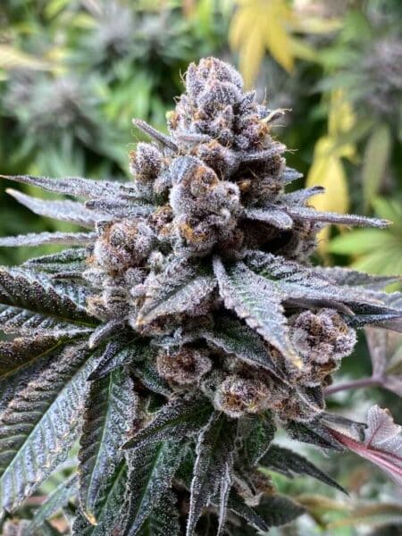 Diamondnugz Tropical Moon