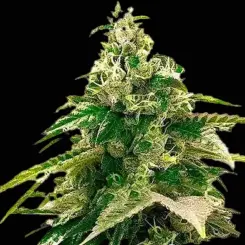 Z Cannabis Seeds by Bulk White Label