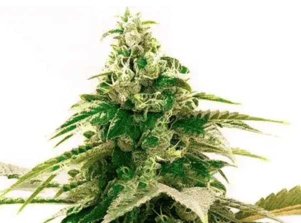 Zkittlez Fem