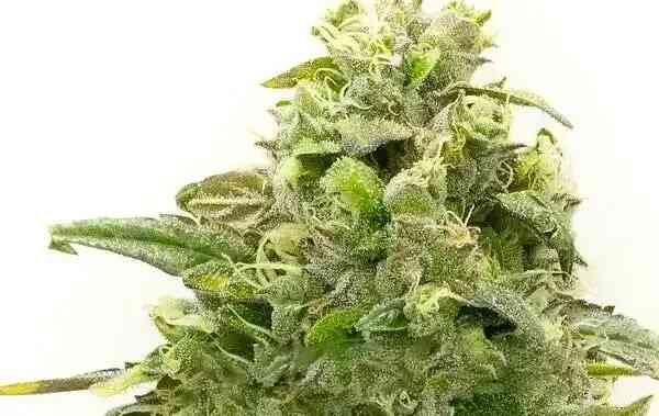 Close-up image of a Banana Kush (F) cannabis plant with dense, frosty buds and surrounding leaves, isolated on a white background.
