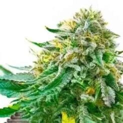 bulk white label white widow fem