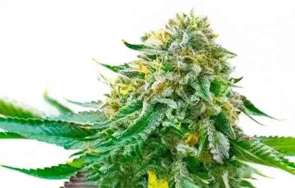 bulk white label white widow fem