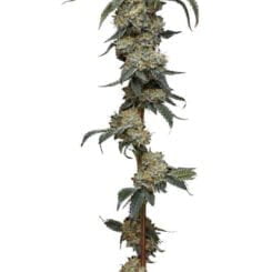 Farmer's Daughter Humboldt Seed Co