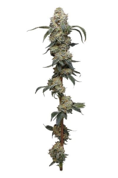 Farmer's Daughter Humboldt Seed Co
