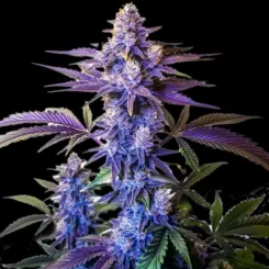 Grand Daddy Purple Fast Cannabis Seeds by Bulk White Label