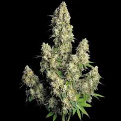 Hindu Kush Auto Cannabis Seeds by Bulk White Level.