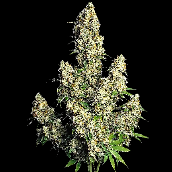 Hindu Kush Auto