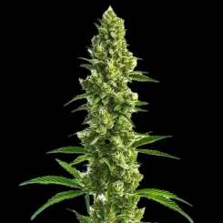 Kosher Kush Cannabis Seeds by Bulk White Label
