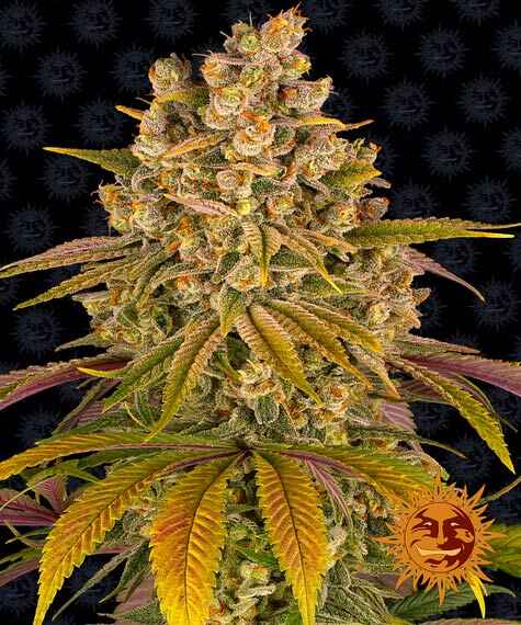Close-up of a mature Lemon Tree (F) cannabis plant with dense, colorful buds and yellow-green leaves. The background features a dark pattern, and a sun logo appears in the bottom right corner.