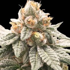 Rare Dankness Lemon Oasis