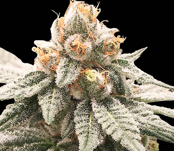 Rare Dankness Lemon Oasis