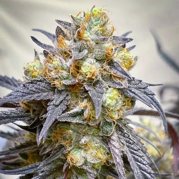 midnight moonlight feminized cannabis seeds by lovin in her eyes