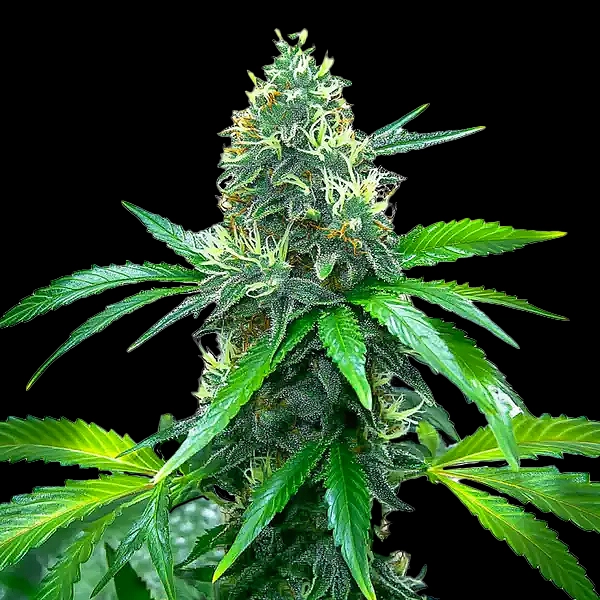 OG Kush Cannabis Seeds by Bulk White Label