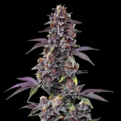 Purple Haze Auto Cannabis Seeds by Bulk White Label