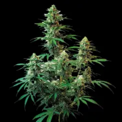 Sour Diesel Auto Cannabis Seeds by Bulk White Label