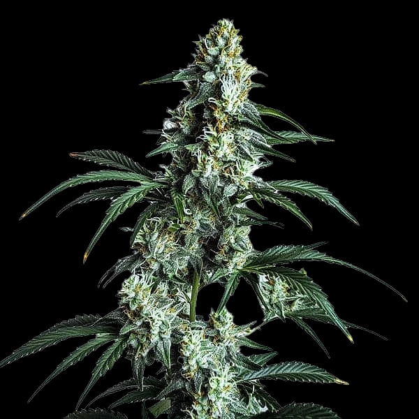 Sour Diesel Cannabis Seeds by Bulk White Label
