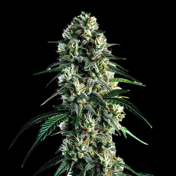 Super Silver Haze Cannabis Seeds by Bulk White Label