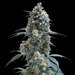 Trainwreck Auto Cannabis Seeds by Bulk White Label