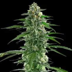 Trainwreck Cannabis Seeds by Bulk White Label