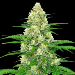 White Widow Auto Cannabis Seeds by Bulk White Label