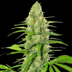 White Widow Cannabis Seeds by Bulk White Label