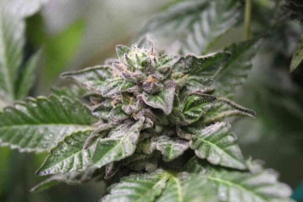 Purple Caper Seeds Alien Grapes