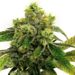 AK 47 Fem