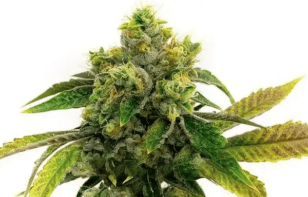 AK 47 Fem